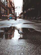 Pigeon In A Puddle On The Street