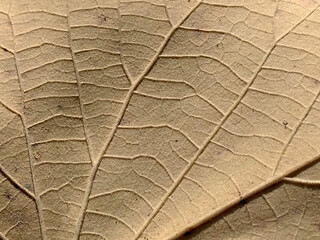 Wall Mural - leaf in autumn - macro view