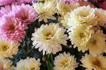 Poster - A beautiful yellow and pink chrysanthemum flowers.