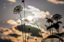 Silhouetted Cow Parsnip Plants With The Sunset Sky On The Background
