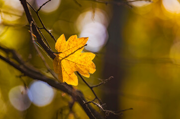 Wall Mural - Abstract autumn background with bright yellow leaves in sunbeams for design, postcard, wallpaper. Nature autumn fall background. Free empty space for text.