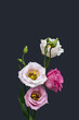 pink white lisianthus blossoms macro, vintage fine art still life of blooms, buds, stem, green leaves, dark gray background