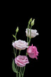 pink white lisianthus blossoms macro, vintage fine art still life of blooms, buds, stem, green leaves, black background