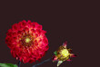 Floral fine art still life detailed color macro flower image of a single isolated blooming red dahlia blossom with bud on brown background