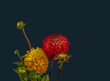 Floral fine art still life detailed color macro of a red and yellow dahlia blossom with buds on blue background