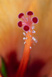 center heart of a red yellow orange hibiscus blossom macro