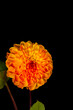 Floral fine art still life glowing color macro of a single isolated blooming red orange dahlia blossom on black background