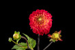Floral fine art still life detailed color macro flower image of a single isolated blooming red dahlia blossom with buds on black background
