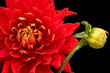 Floral fine art still life detailed color macro flower image of a single isolated blooming red dahlia blossom with bud on black background