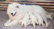 Samoyed dog mother with puppies. Puppies suckling mother