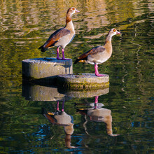 Two Egyptian Geese Standing On Concrete Circles On Lake, Symmetrical Reflections In Water