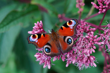 Sticker - Closeup on Peacock butterfly , Inachis io, sipping nectar