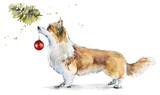 Fototapeta  - Corgi decorates the Christmas tree. Watercolor hand drawn illustration