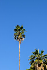 Canvas Print - Palm tree against the blue sky in Rome, Ita