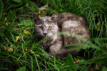 A Grey Cat Lies On The Grass In Summer. The Concept Of Pets And Comfort, Cat Food