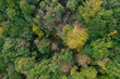 Temperate forest aerial view in end Summer