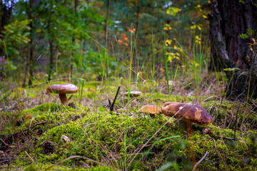 edible mushrooms in nature