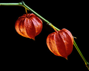 Poster - Physalis