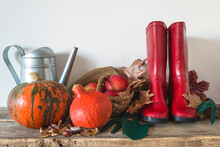 Autumn Gardening Still Life; Two Orange Pumpkins, Watering Can, Red Rubber Boots, Wicker Basket With Ripe Apples, Flowers And Chestnuts On White Background