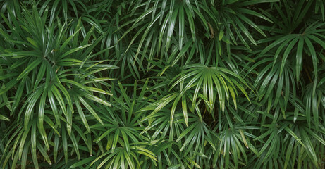 Natural green tropical bamboo palm leaf background with vintage filter