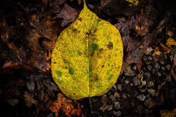 Canvas Print - Closeup of a yellow autumnal leaf on the forest ground