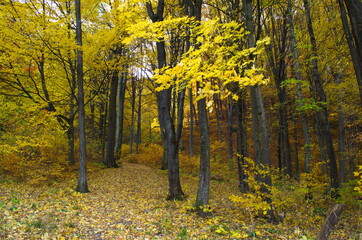 Wall Mural - Autumn forest nature. Vivid morning in colorful forest with sun rays through branches of trees.