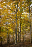 Fototapeta Las - forest with beeches trees in autumn