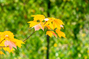 Wall Mural - Autumn Orange/Red Maple Tree