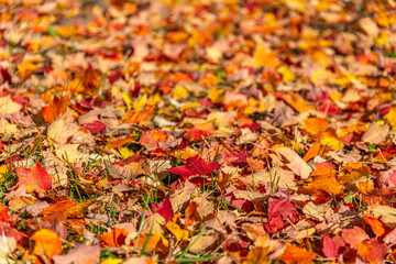 Wall Mural - Autumn Maple Leave