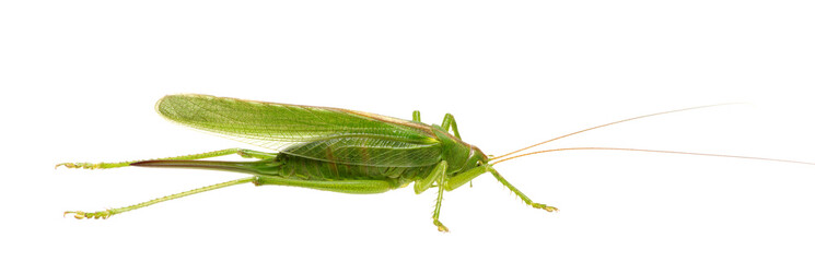 Wall Mural - Green locust on white