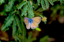 Marius Hairstreak Butterfly Of Arizona