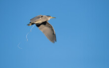 Black Crowned Nigh Heron Flying In The Sky And Producing Excrement In A Vortex Like Shape
