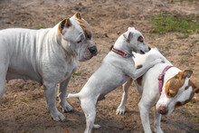 Pit Bull And Jack Russell Dogs Play In Farm Yard