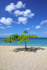 Wall Mural - Small shady tree at Magazine Beach on Grenada Island, Grenada.