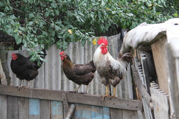 A rustic grey-and-white farm rooster with two black chickens sits on a wooden fence