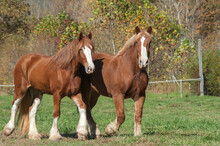 Two CLydesdale Draft Horses In Autumn Paddock
