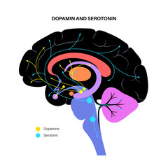 Wall Mural - Serotonin and dopamine pathway