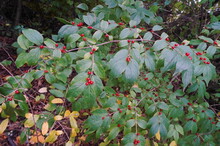 Green And Gold Leaves With Bright Red Berries In Autumn Suitable As Background