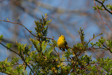 Male Yellow Warbler Singing On A Sunny Spring Day 