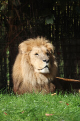 Canvas Print - African Lion lying on the grass in a zoo