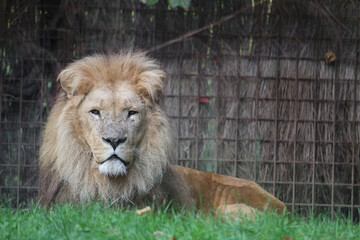 Sticker - African Lion lying on the grass in a zoo