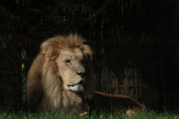 Sticker - African Lion lying on the grass in a zoo