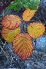 Blackberry vine in Autumn 2