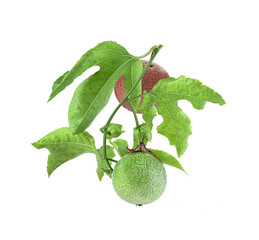 Poster - passion fruit on white background