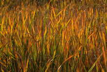 Fall Color At Riverbend Ponds Natural Area;  Ft Collins, Colorado