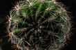 Zdjęcie macro kaktusa, Kolce kaktusa z bliska