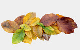 Fototapeta  -  Wielobarwne jesienne liście na białym tle.