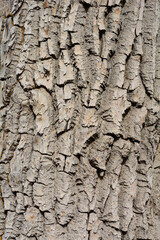 Eastern cottonwood or Populus deltoides tree bark closeup nature background