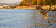 Wild Blue Heron Taking Off For Flight Over Puget Sound Water In Washington State