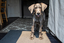 Great Dane Puppy Dog Standing Alert In A House